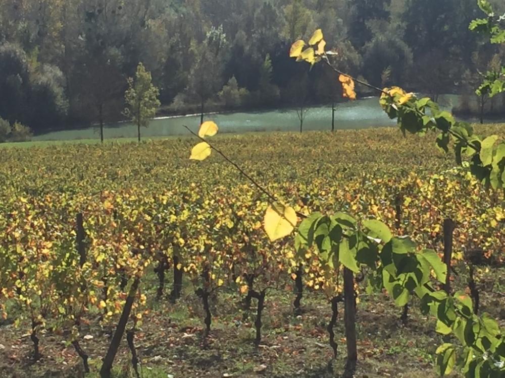 vignoble