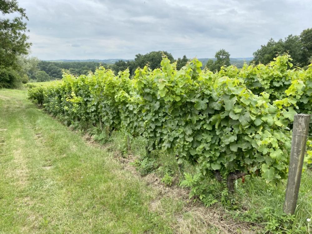 cépages vignes