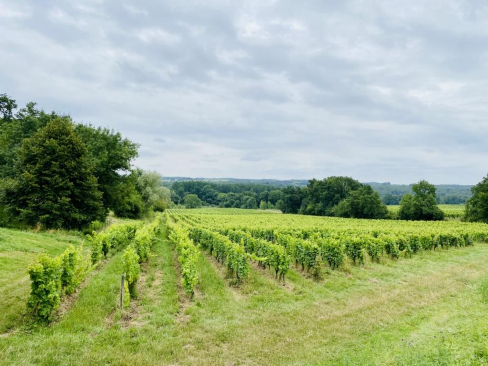 vignes dans la vallée